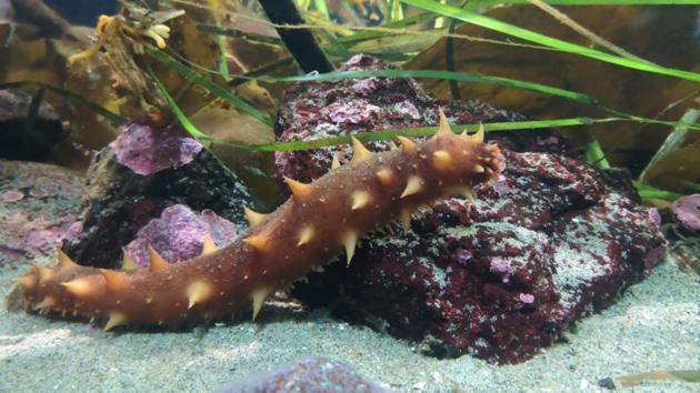 Red giant sea cucumber(OceansAsia)