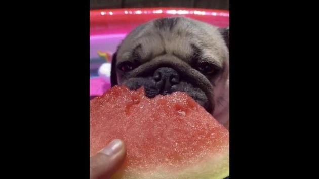 The image shows Doug munching on a slice of watermelon.(Instagram/@itsdougthepug)