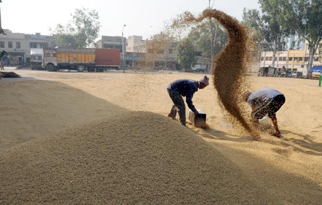 Farmers drying paddy crop.(HT FILES)