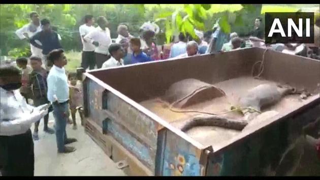 The python being taken away.(Twitter/@ANI)