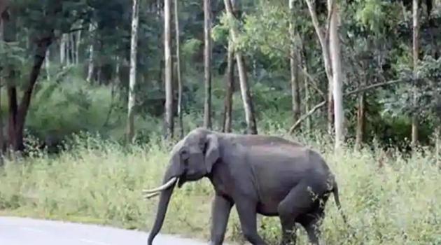 North Chhattisgarh is home to around 240 wild elephants, which roam in plains of the state. Several reports of human-elephant conflicts have surfaced in the last few years in the region. (HT file photo)