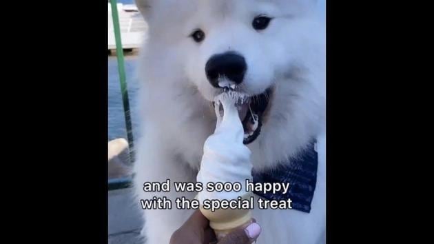 The image shows Boomer licking an ice cream.(Instagram/@boomer_the_landcloud)