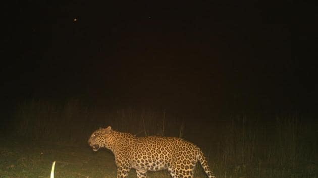 A leopard captured in forest department cameras in Dhaurahra range on September 19 .(Sourced) A leopard captured in forest department cameras in Dhaurahra range on September 19 .(Sourced)