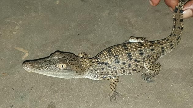 The first two hatchlings were released back into the wild and the third one is being sent to Alipore Zoo in Kolkata. The first two hatchlings were released back into the wild and the third one is being sent to Alipore Zoo in Kolkata.