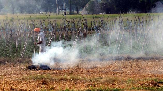 A farmer burning paddy stubble at village Asarpur near Patiala on September 27, 2020.(Bharat Bhushan/HT Photo)