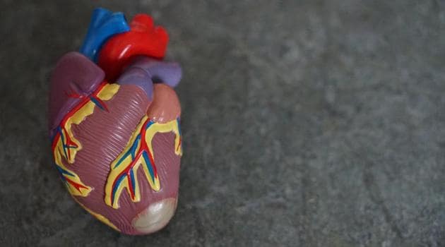 A plastic model of a human heart.(Unsplash)