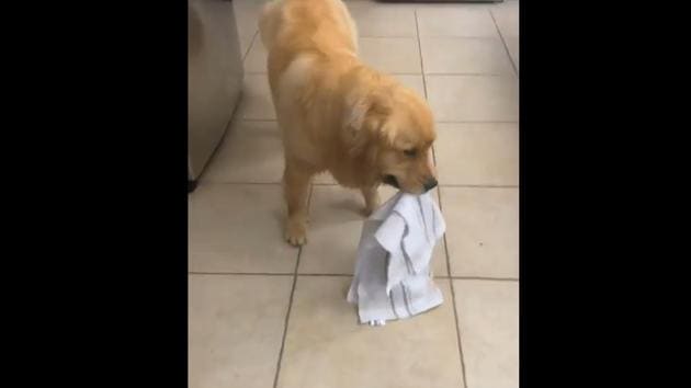“The curious case of the dish towel thief,” says the caption shared along with the video.(Instagram/@lifeofsterlingnewton)