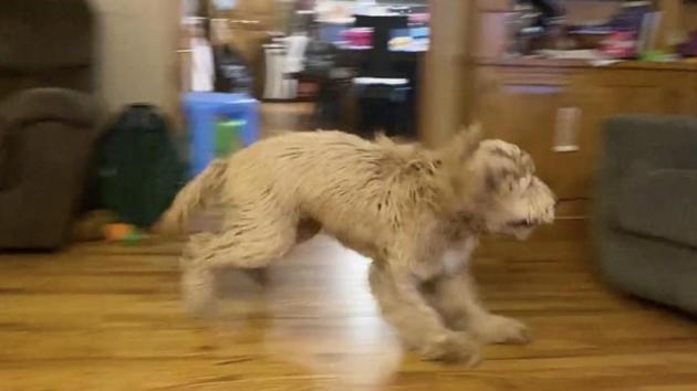 The image shows a dog running around.(Reddit/@mrnuttle)