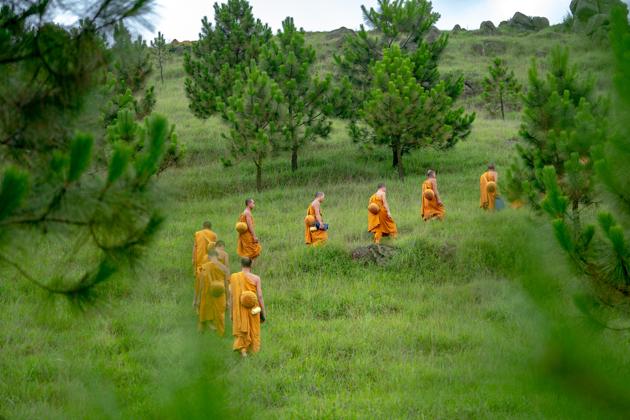 Thailand aims to increase its forest cover to about 40% of total land area from just over a third now. (Representational Image)(Unsplash) Thailand aims to increase its forest cover to about 40% of total land area from just over a third now. (Representational Image)(Unsplash)