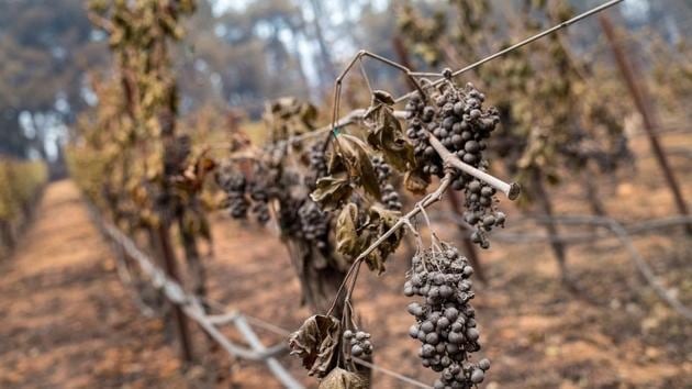Ash covered grapes burnt by the Glass Fire at the Chateau Boswell winery in St. Helena, California, US.(Bloomberg) Ash covered grapes burnt by the Glass Fire at the Chateau Boswell winery in St. Helena, California, US.(Bloomberg)