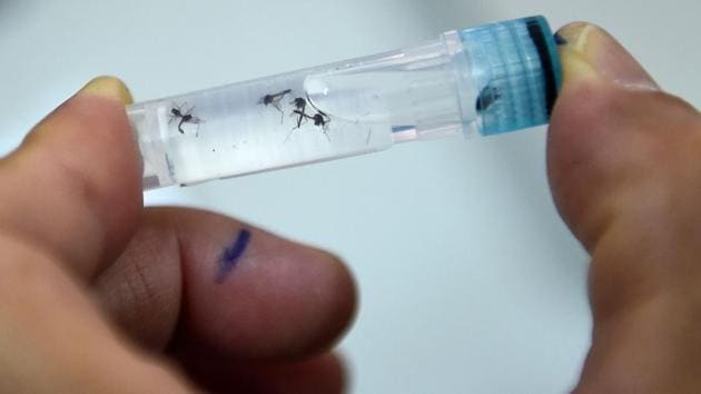 The data presented in the Lok Sabha stated that Chandigarh recorded 1,125 cases of dengue in 2017 and only 301 in 2018. The number dipped slightly to 286 in 2019, and then majorly this year to just 6 cases.(AFP)