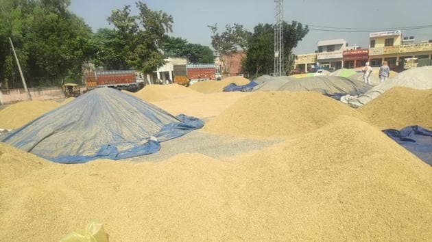 Unsold paddy piles up in the Pipli grain market of Kurukshetra district.(HT Photo)
