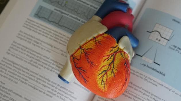 Researchers have led an international study identifying the cardiac cells responsible for repairing the damage to the heart after infarction.(Unsplash)