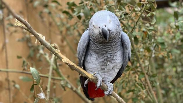 Billy, Eric, Tyson, Jade and Elsie joined Lincolnshire Wildlife Centre’s colony of 200 gray parrots in August, and soon revealed a penchant for blue language.(Facebook/Lincolnshire Wildlife Park)