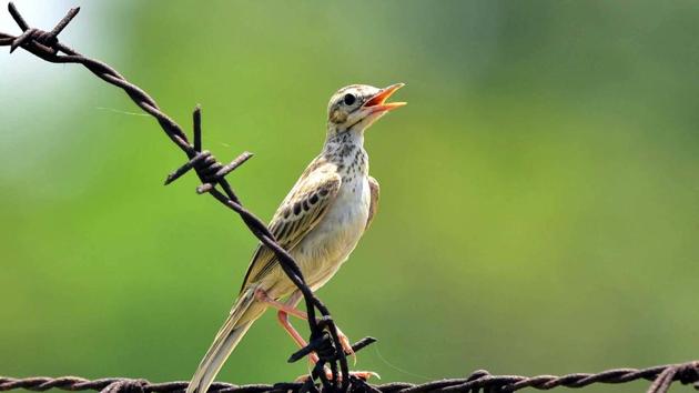 Paddyfield pipit or Oriental pipit spotted in Gill Village near Ludhiana, Punjab, earlier this month.(HT photo) Paddyfield pipit or Oriental pipit spotted in Gill Village near Ludhiana, Punjab, earlier this month.(HT photo)