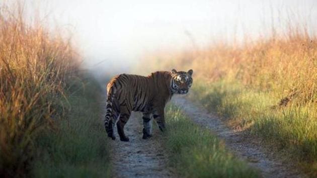 This undated photo released by Corbett Tiger Reserve shows a tiger at the park.(AP)