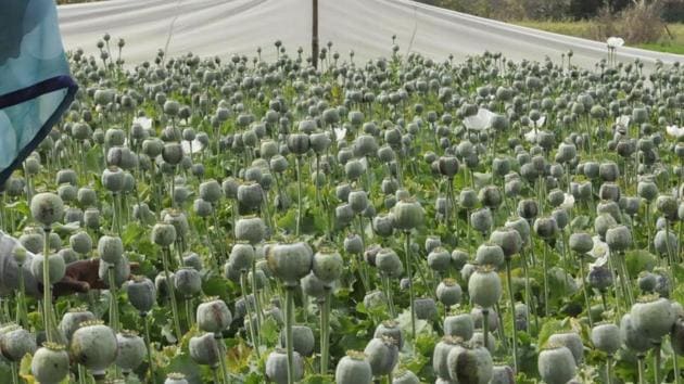 A gunny bag containing 13 kg of poppy straw was kept in the tool ox of the truck. (Representative Photo) A gunny bag containing 13 kg of poppy straw was kept in the tool ox of the truck. (Representative Photo)