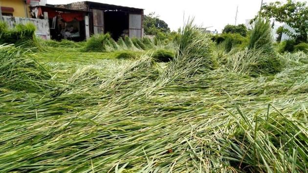 Paddy crops lying in an agricultural field in Haripur-Kalan village in Haridwar.(HT photo) Paddy crops lying in an agricultural field in Haripur-Kalan village in Haridwar.(HT photo)
