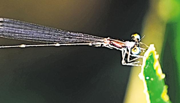 Myristica reedtail is one of three new species of damselfy identified from the Western Ghats