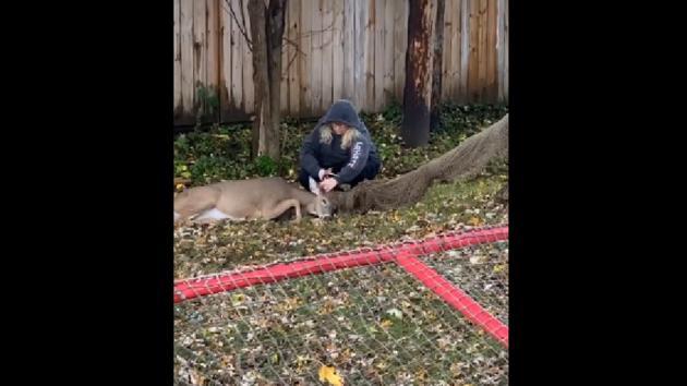 The image shows Fuzzy rescuing the deer.(fInstagram/@uzzyfawnwildlife) The image shows Fuzzy rescuing the deer.(fInstagram/@uzzyfawnwildlife)