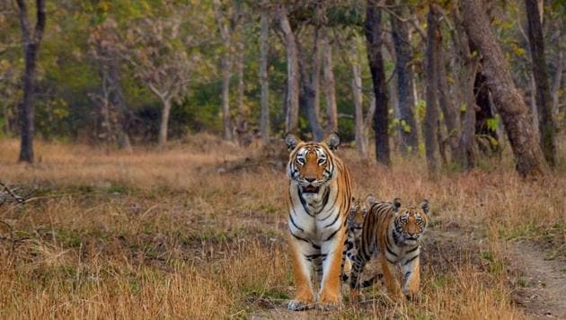 The zone is also an important interstate link for tiger dispersal between Kawal and Indravati tiger reserves in Telangana and Chandrapur as well as the Tadoba-Andhari Tiger Reserve buffer. (Photo courtesy: Wildlife Institute of India, Dehradun) The zone is also an important interstate link for tiger dispersal between Kawal and Indravati tiger reserves in Telangana and Chandrapur as well as the Tadoba-Andhari Tiger Reserve buffer. (Photo courtesy: Wildlife Institute of India, Dehradun)