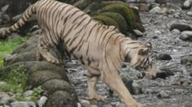 West Bengal zoos to reopen from Friday after more than 6 months | Kolkata - Hindustan Times West Bengal zoos to reopen from Friday after more than 6 months | Kolkata - Hindustan Times