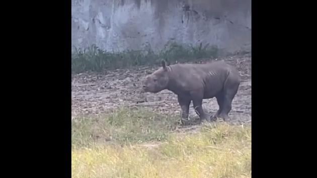 The clip shows the little rhino zooming around the enclosure.(Instagram/@cincinnatizoo) The clip shows the little rhino zooming around the enclosure.(Instagram/@cincinnatizoo)