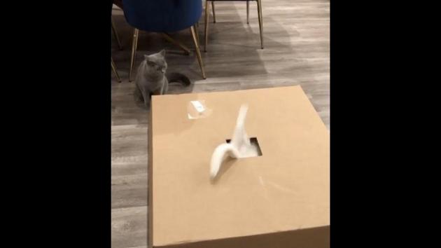 The image shows two cats, named Benedict and Aspen. (Instagram/@_bennyfromtheblock_) The image shows two cats, named Benedict and Aspen. (Instagram/@_bennyfromtheblock_)