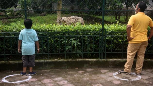 A father and son duo stand apart, maintaining social distancing rules, while watching a white tiger at Alipore Zoo after it reopened to public amid coronavirus outbreak, in Kolkata on October 2. (Samir Jana / HT Photo)
