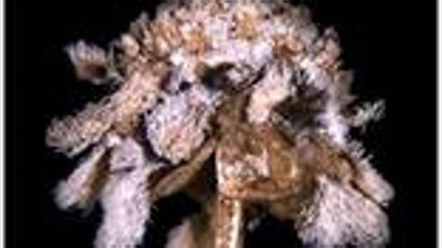 The species reported from Sindhudurg district of Maharashtra has been named Eriocaulon parvicephalum. (Twitter@PIBImphal) The species reported from Sindhudurg district of Maharashtra has been named Eriocaulon parvicephalum. (Twitter@PIBImphal)