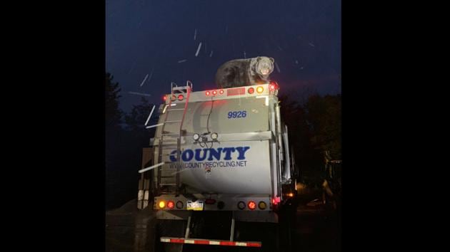 The image shows a bear sitting atop a garbage truck. (Facebook/@KidderTownshipPolice) The image shows a bear sitting atop a garbage truck. (Facebook/@KidderTownshipPolice)
