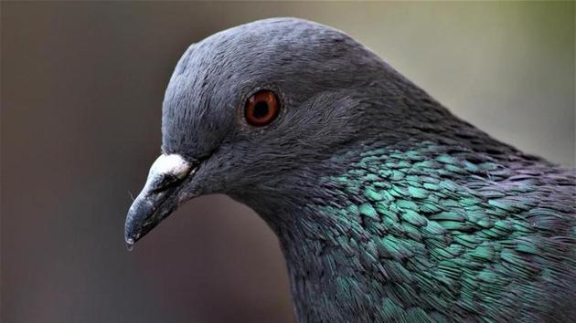 The DFS received 882 calls for bird rescue and 345 calls for animal rescue in August alone. (Representative image) (Unsplash) The DFS received 882 calls for bird rescue and 345 calls for animal rescue in August alone. (Representative image) (Unsplash)