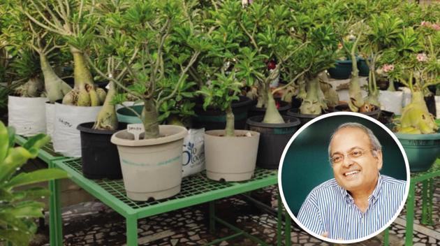 Dr Sanjay Nigam, an accidental gardener has an adenium laboratory and he grows from seed, hand grafts and regularly repots