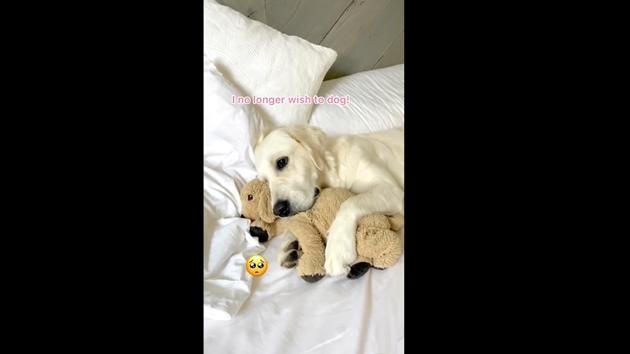 Lady the Golden Retriever doesn’t seem to be a fan of Mondays.(Instagram/@ladyandtheblues) Lady the Golden Retriever doesn’t seem to be a fan of Mondays.(Instagram/@ladyandtheblues)