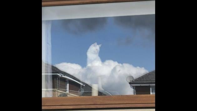 The image shows a cat. (Twitter/@cloudcat28) The image shows a cat. (Twitter/@cloudcat28)