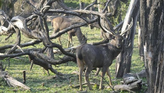 As per the first census report prepared by Wildlife Institute of India, the estimated sambar population in Sukhna wildlife sanctuary was between 1,000 to 1,200, with an average group size between 3.39 to 10.07 (HT FILE PHOTO) As per the first census report prepared by Wildlife Institute of India, the estimated sambar population in Sukhna wildlife sanctuary was between 1,000 to 1,200, with an average group size between 3.39 to 10.07 (HT FILE PHOTO)