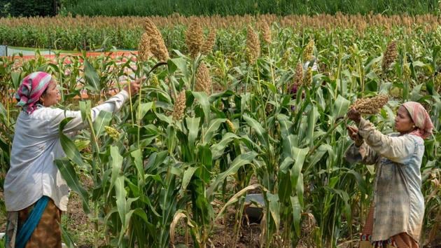 Farmers harvest Sorghum crop at Nandlapur village in Karad on October 5. According to Agmarknet - the agriculture ministry’s portal that tracks prices in mandis or wholesale markets, crops such as soyabean, ragi, maize and cotton, are selling up to 30% below MSPs this harvest season. (PTI)