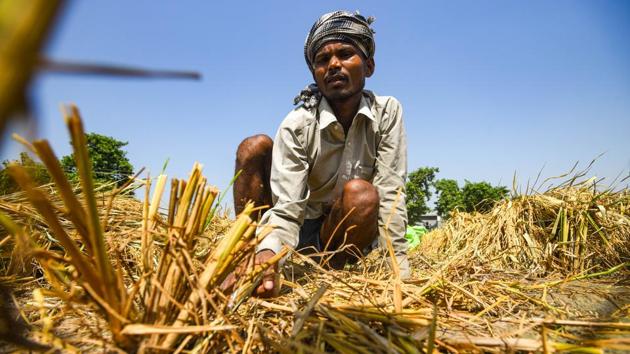 A farm worker harvests wheat crop in a field during harvest season in Kurukshetra on September 29. Multiple Kharif or summer-sown crops are selling below federally set Minimum Support Prices (MSP) as record harvests have brought down prices being offered at a time when farmers are protesting against the new agri-reform laws. (Amal KS / HT Photo)