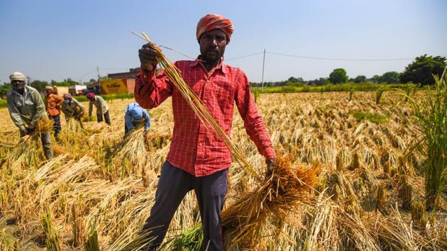 Photos: Kharif farmers stare at low prices despite record harvests ...