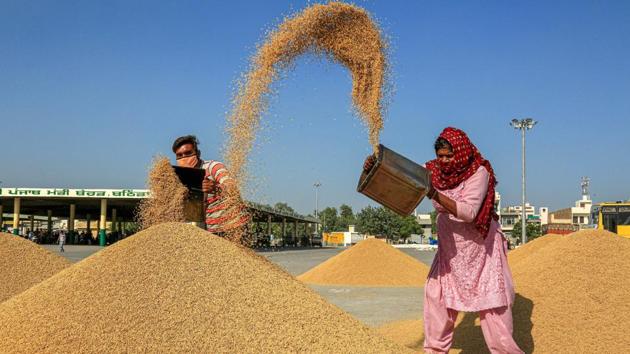 Labourers clean rice grain at a grain market in Bathinda on October 3. Unprofitable sales have come despite the government’s announcement that it would procure 1.4 million tonnes of pulses and oilseeds at MSP rates under its “price support scheme,” according to an order of the agriculture ministry last week. (PTI)
