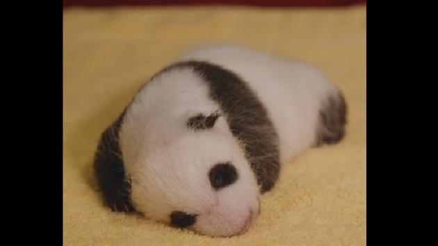 The image shows the new baby panda. (YouTube/@Smithsonian’s National Zoo) The image shows the new baby panda. (YouTube/@Smithsonian’s National Zoo)