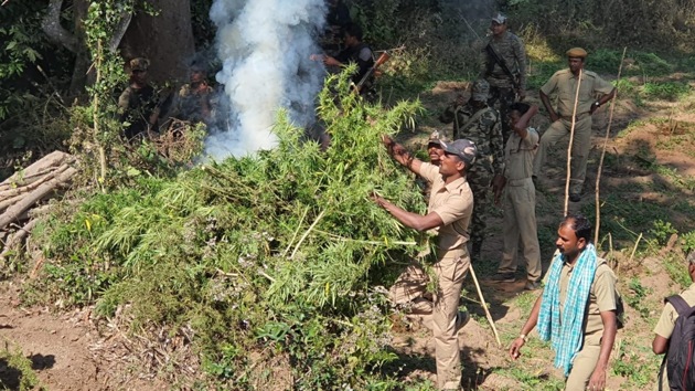 Policemen destroying cannabis cultivation in Odisha’s Boudh district .(HT PHOTO)