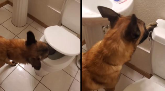 The video was originally posted by animal trainer Omar von Muller and features his dog named Monkey. (YouTube/Omar von Muller) The video was originally posted by animal trainer Omar von Muller and features his dog named Monkey. (YouTube/Omar von Muller)