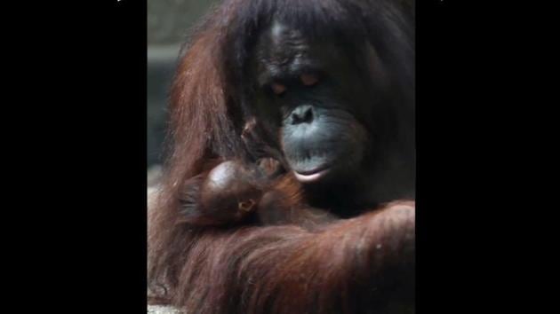 The image shows the mom with her baby. (Twitter/@chesterzoo) The image shows the mom with her baby. (Twitter/@chesterzoo)