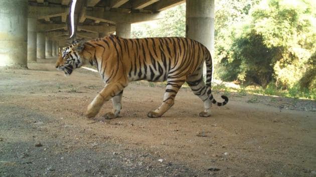 A tiger using an underpass on National Highway-44(WII/HT PHOTO)