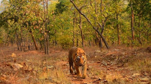 In May, the forest department submitted a proposal to the government suggesting the translocation of 50 tigers from Chandrapur to areas with low tiger density.(Photo courtesy: Wildlife Institute of India)