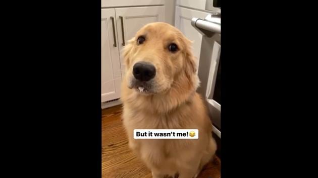 Sunday looking straight at camera with the text, “But it wasn’t me!” appearing on the screen.(Instagram/@sundaythegoldenretriever)