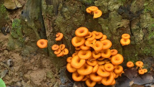 One of the wild mushroom species identified by researchers of the UIttarakhand forest department’s research wing in the Sal forests of Kumaon. (HT PHOTO) One of the wild mushroom species identified by researchers of the UIttarakhand forest department’s research wing in the Sal forests of Kumaon. (HT PHOTO)