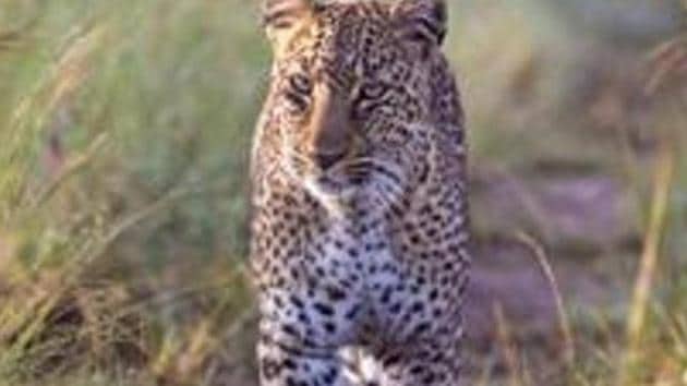 A cage has been placed to catch the leopard that attacked the child. (Getty Images) A cage has been placed to catch the leopard that attacked the child. (Getty Images)