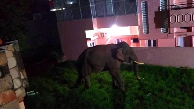 An elephant ventures into a residential colony in Haridwar, in July this year.(HT file photo)